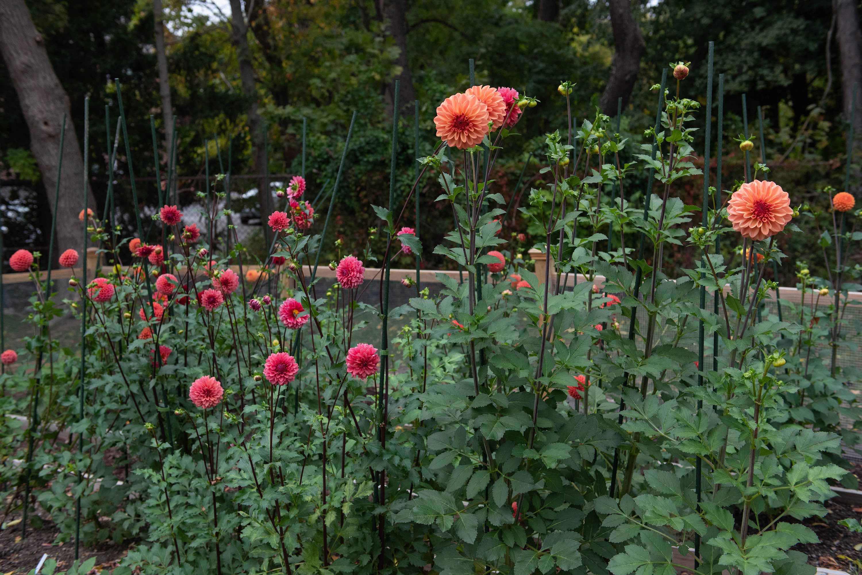 A garden full of dahlias