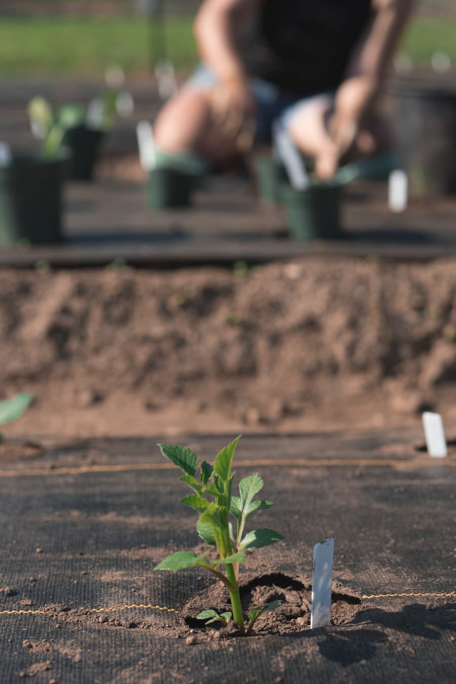 A garden with rows of dahlias being planted