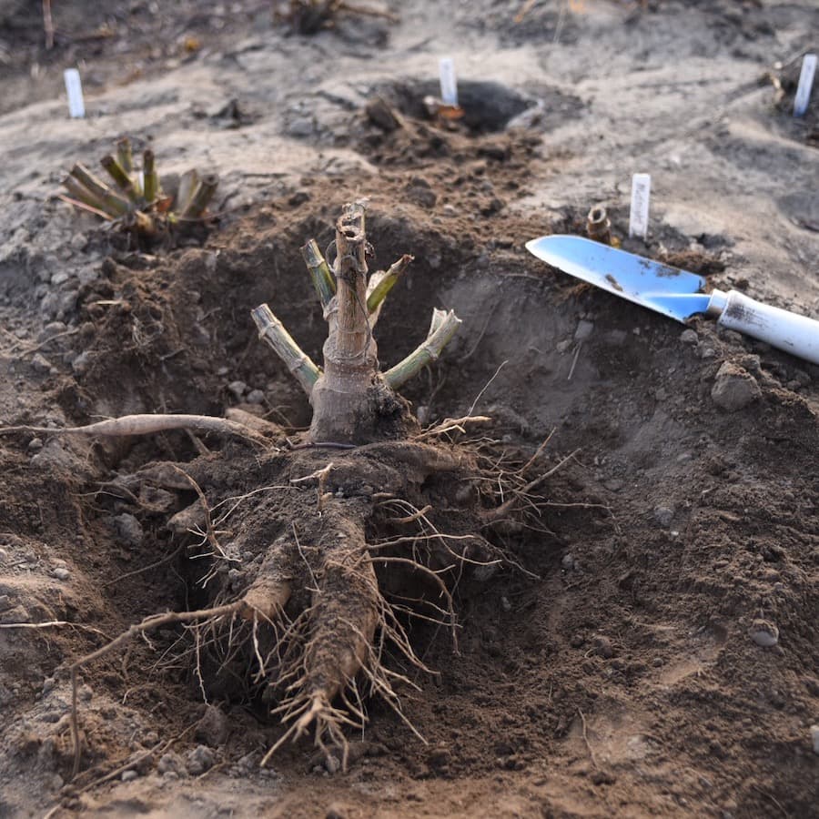 Dahlia tubers ready to be divided