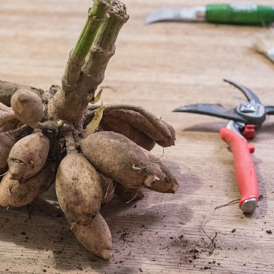 Dahlia tubers ready to be divided